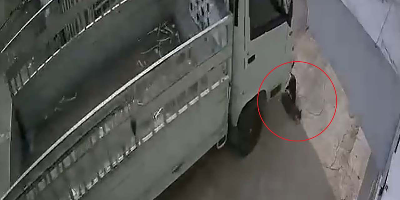 Kediyi ezen sürücüye 1 ay hayvan barınağında çalışma cezası