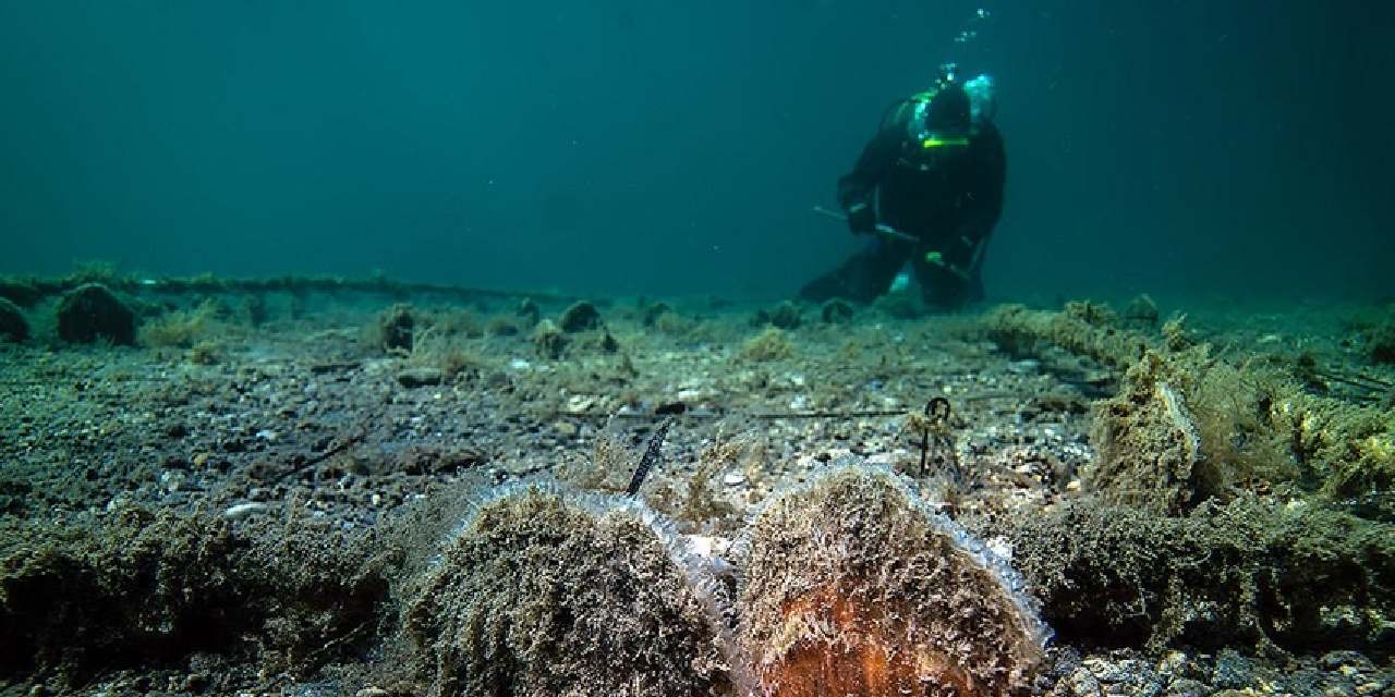 Marmara Denizi'nde pinna nobilis çıktı
