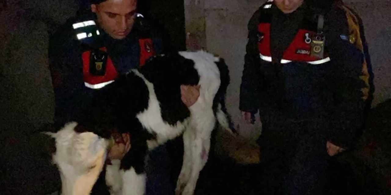 Buzağı hırsızları kıskıvrak yakalandı!