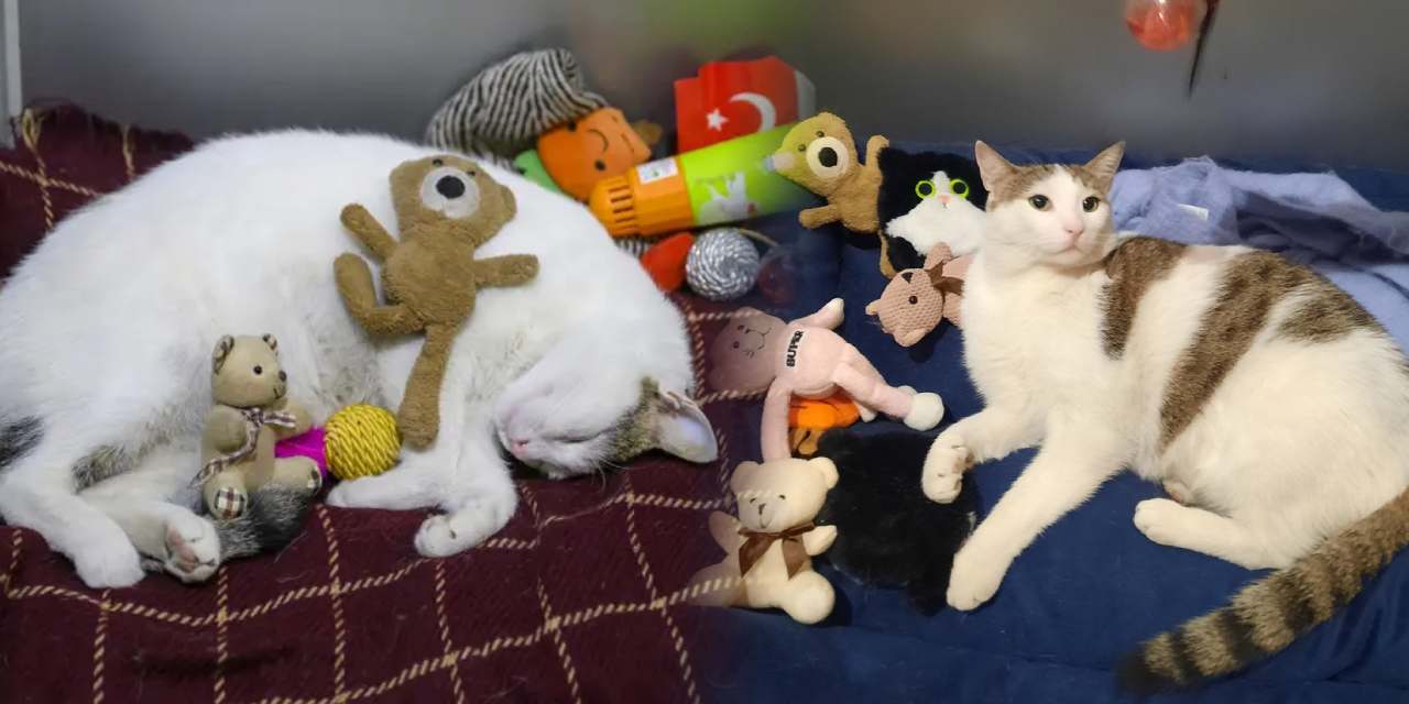 Tüm dünya kanyon kediyi konuşuyor!