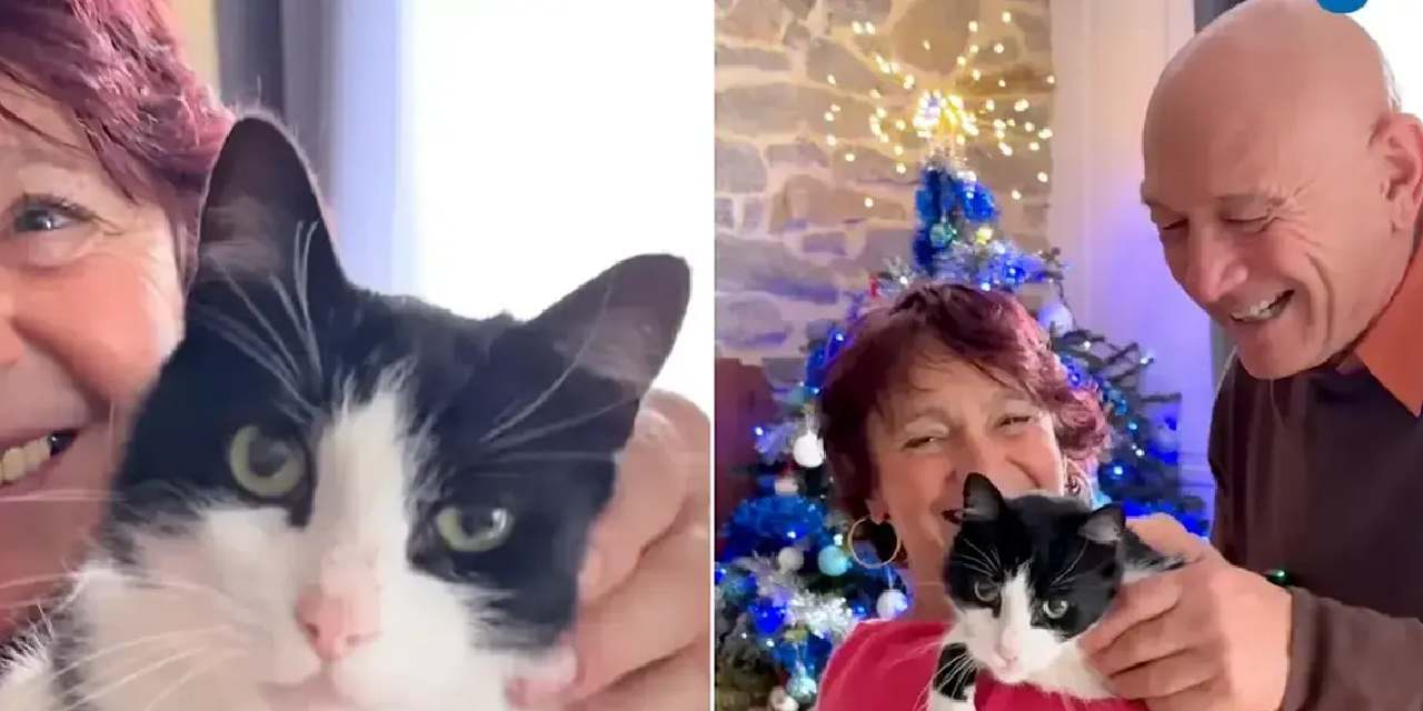 İspanya'da kaybolan kedi Fransa'dan çıktı