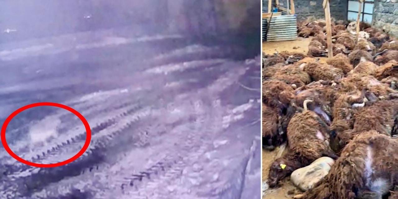 Kurt dehşeti: Ağıldaki yüzlerce koyunu öldürdü