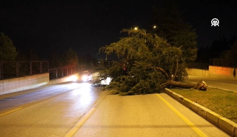 Denizli'de kuvvetli rüzgar: Ağaçlar devrildi