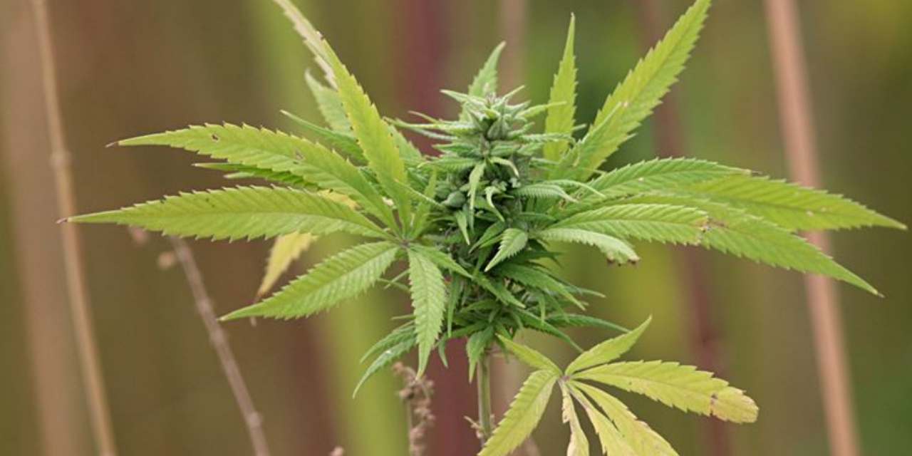 21 ilde kenevir ekimine izin verildi! Ürünler eczanede satılacak