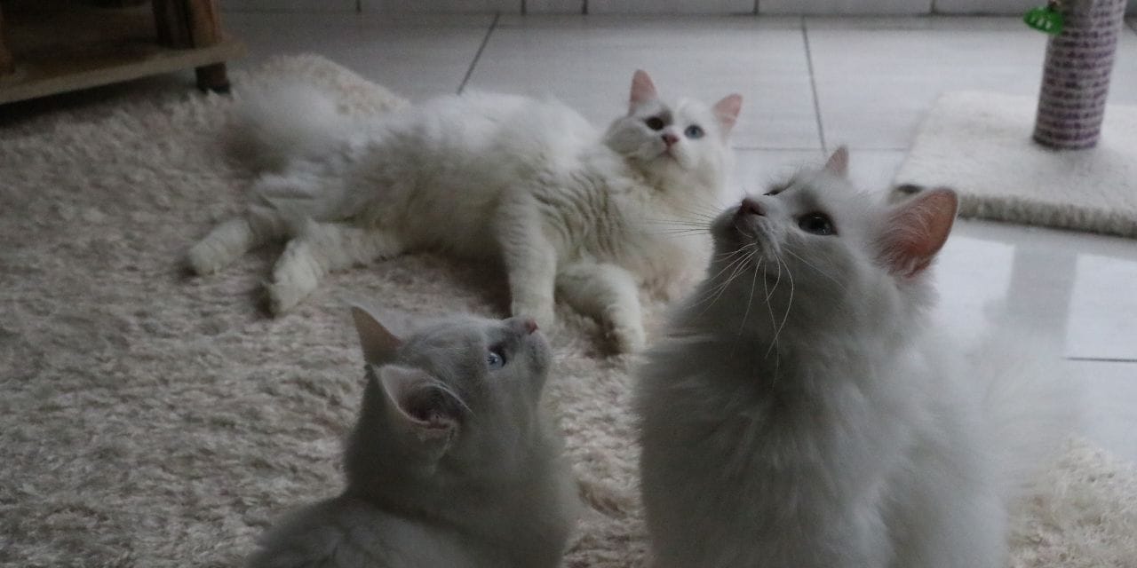 Bu kedi başka kedi: Kedileri alan gitti