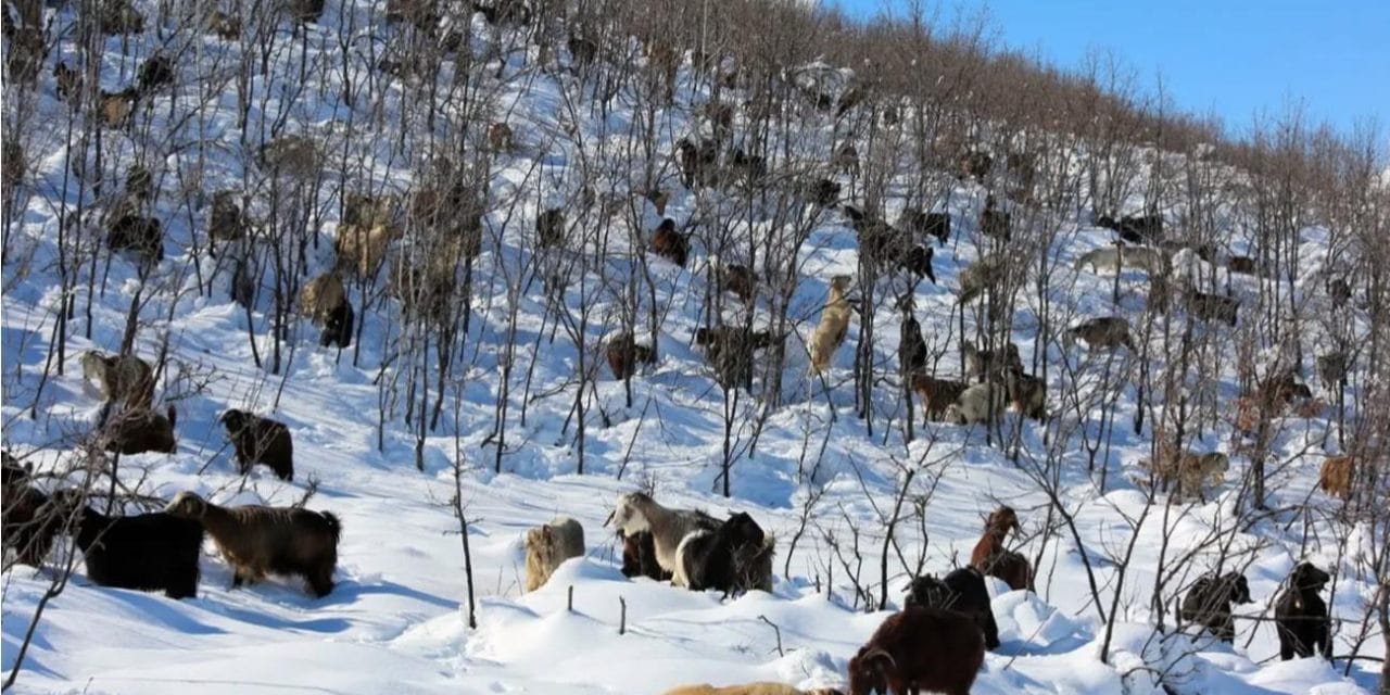 Sahte dekontla 47 keçiyi çaldı!