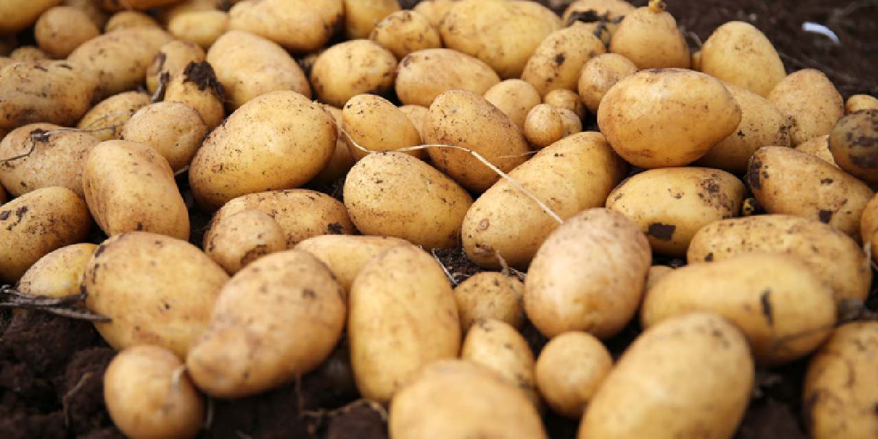4 bin ton patates çürümesin diye Almanlar bedava dağıtacak