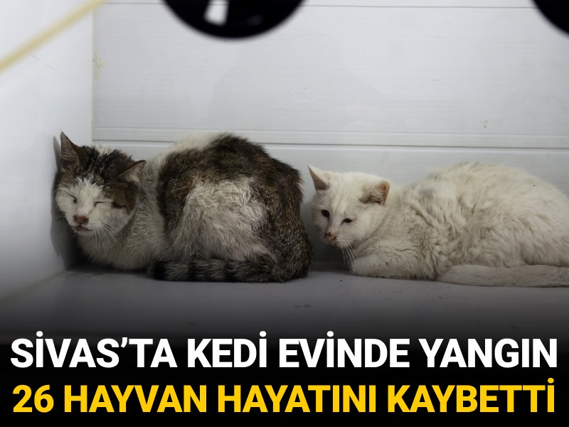 Sivas’ta ev yangını: 26 kedi hayatını kaybetti