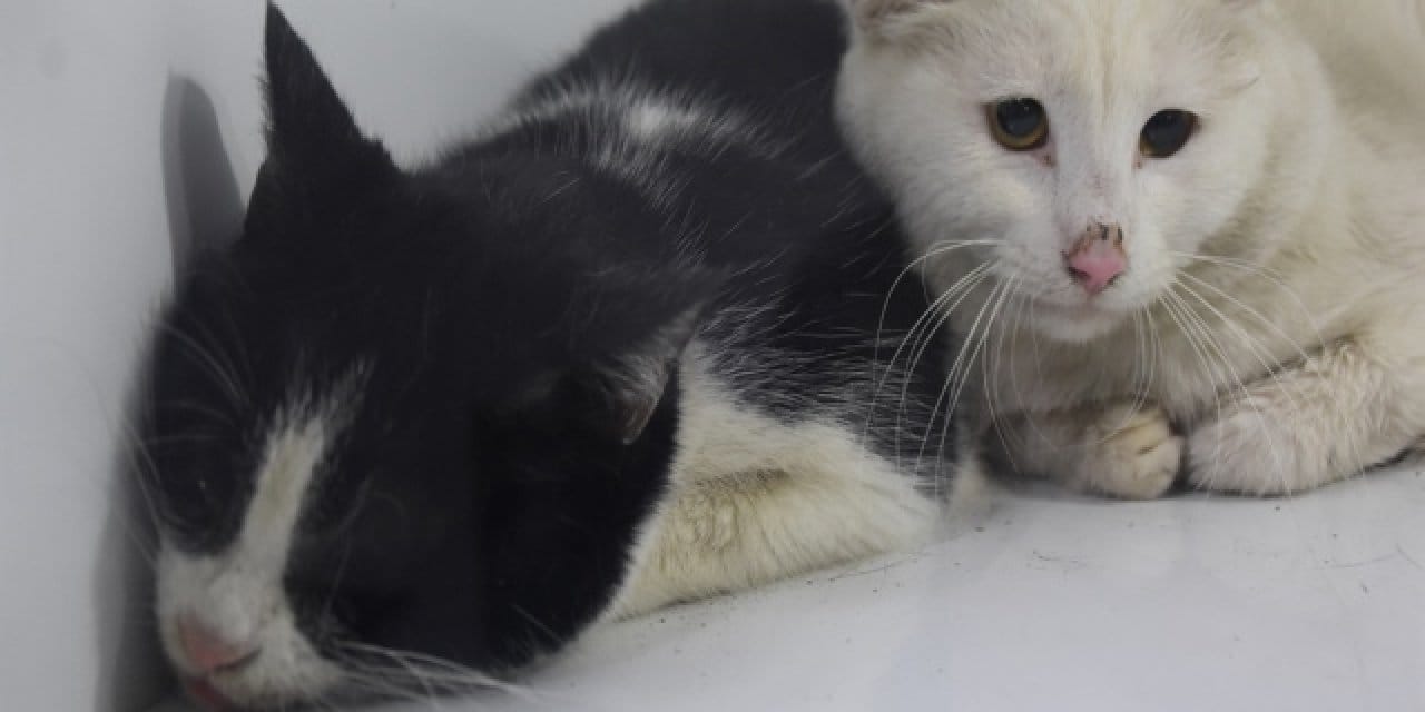 Sivas’ta ev yangını: 26 kedi hayatını kaybetti