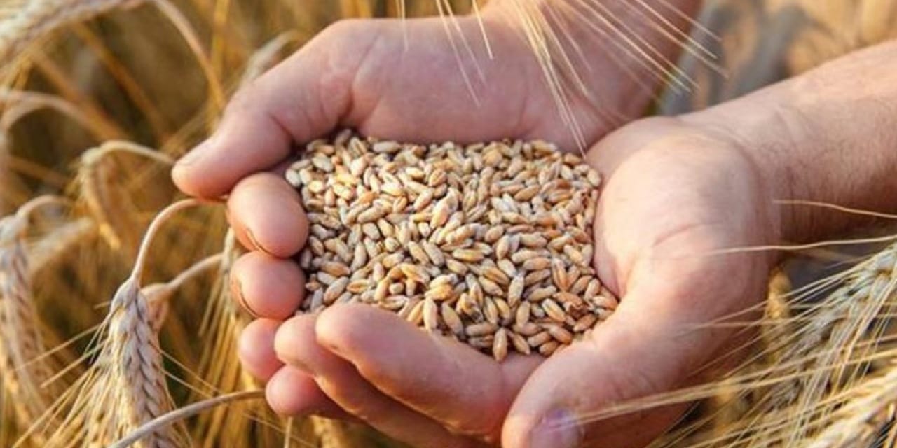 Buğdayda rekor umudu: Son yağışlar sevindirdi