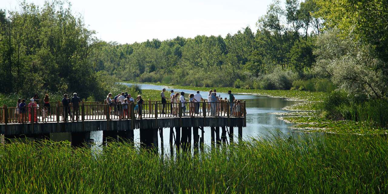Hem geziyorlar hem yaprak yaprak satıyorlar: Türkiye'in en büyük subasar ormanına akın akın gidiyorlar