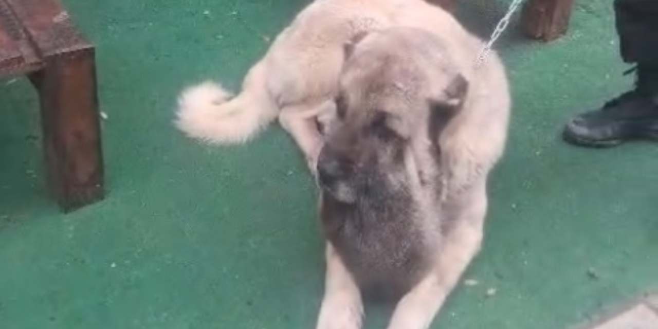 Kangal köpeği Tolo'ya mucize operasyon: 9 kiloluk tümör alındı