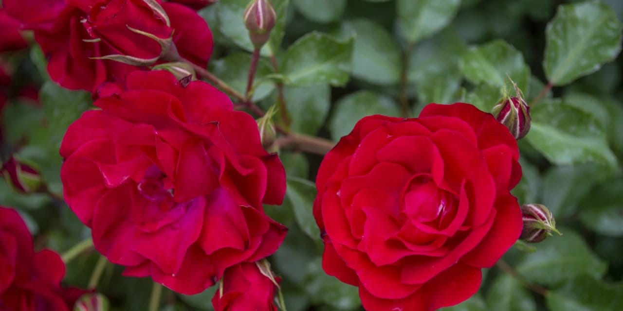 Gül dikiminde 6 saat kuralı nedir?