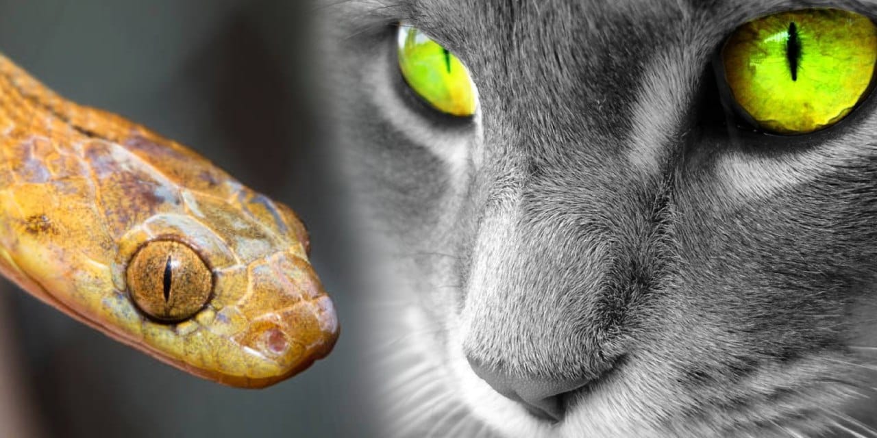 Kedi sahiplerini ürkütecek iddia: Kanıtlarıyla açıkladı