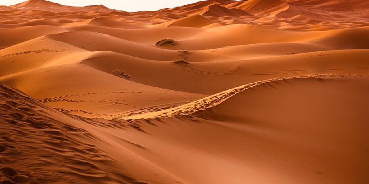 İnsanlardan sonra o hayvanlara da pasaport çıkacak