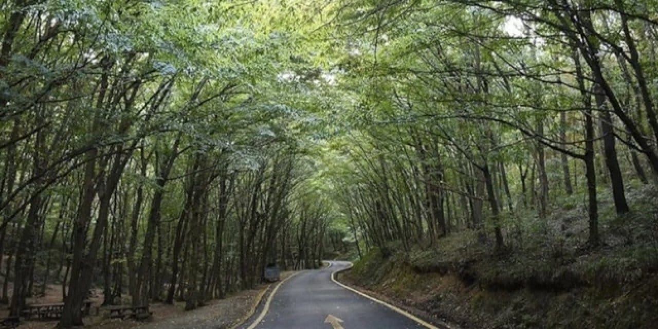 ÖİB’den tepki çeken ilan: Uzmanlar ‘Atatürk Ormanı tehlikede’ diyerek uyardı
