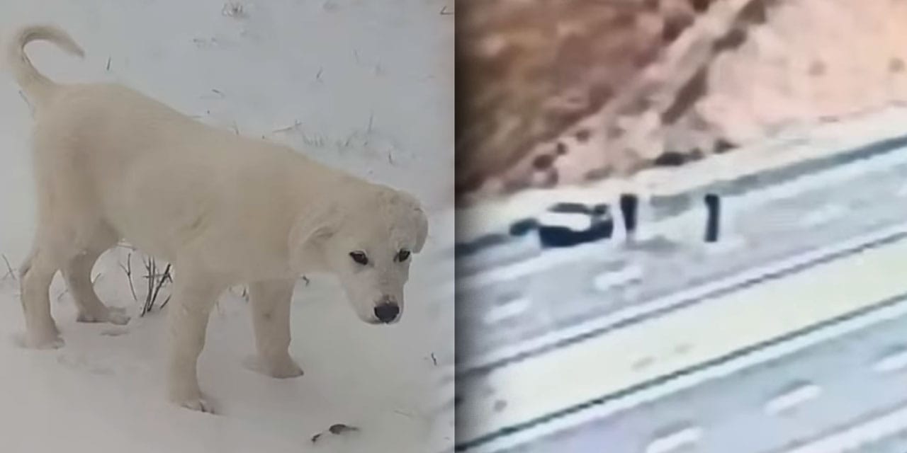 Yavru köpek hırsızları krem rengi Toros'a binip kaçtılar