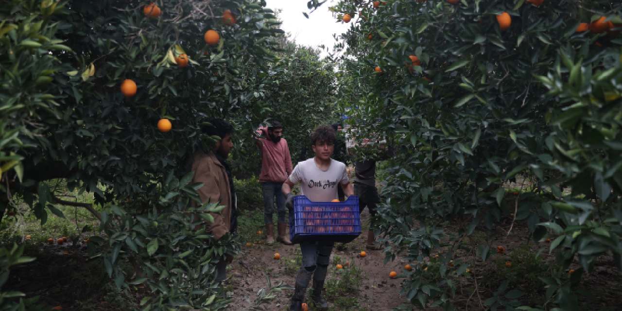 Günde 500 tondan fazla topluyorlar! Kasalarla traktörlere yükleniyor: Kilosu 15 TL