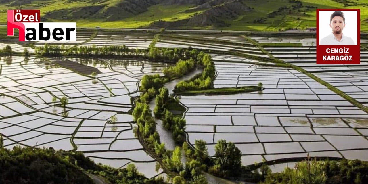 Tosya pirincine 'zehir' tehdidi: Kolin’in maden faaliyeti izinsiz çıktı