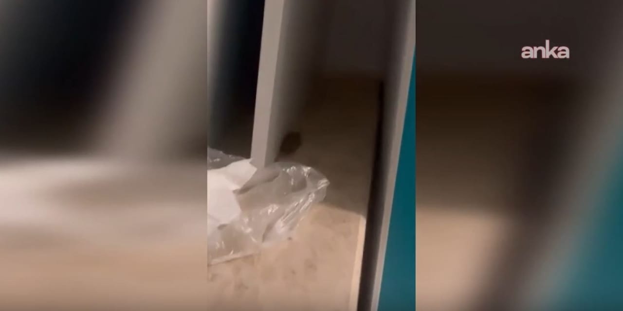 Devlet hastanesinde fare cirit attı