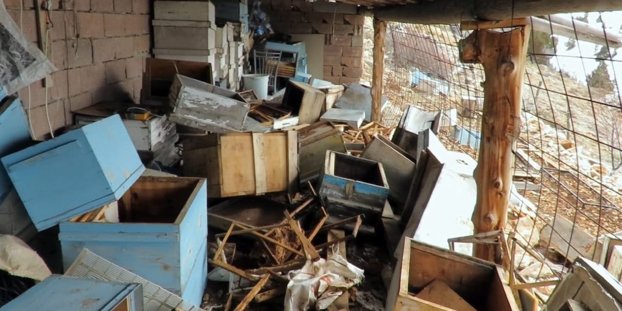 Tünel kazdı, çatıdan girdi... 2 bin rakımlı yaylada ayı saldırısı