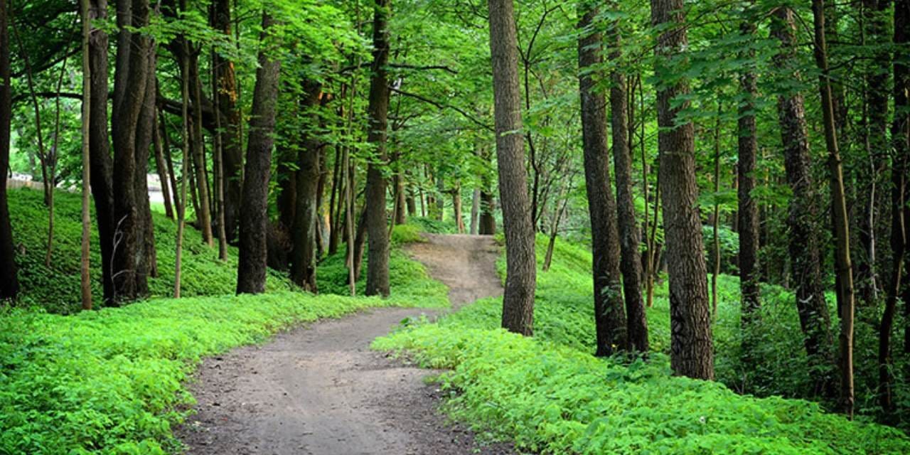Ormanlarda sessiz tehlike: Görünmez değişim başlıyor