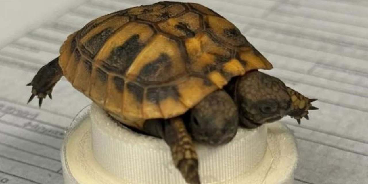 Türkiye’nin yanı başında bulundu: Uzmanlar sırrını çözmeye çalışıyor