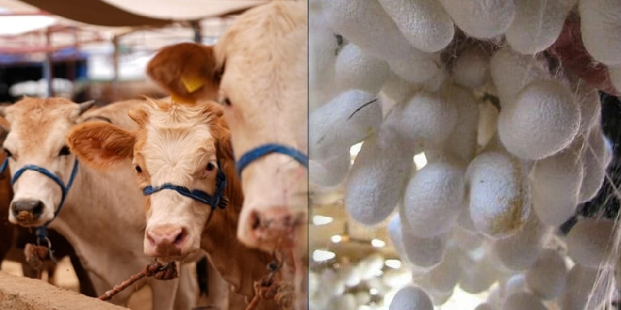 TÜİK hayvansal üretim verilerini açıkladı