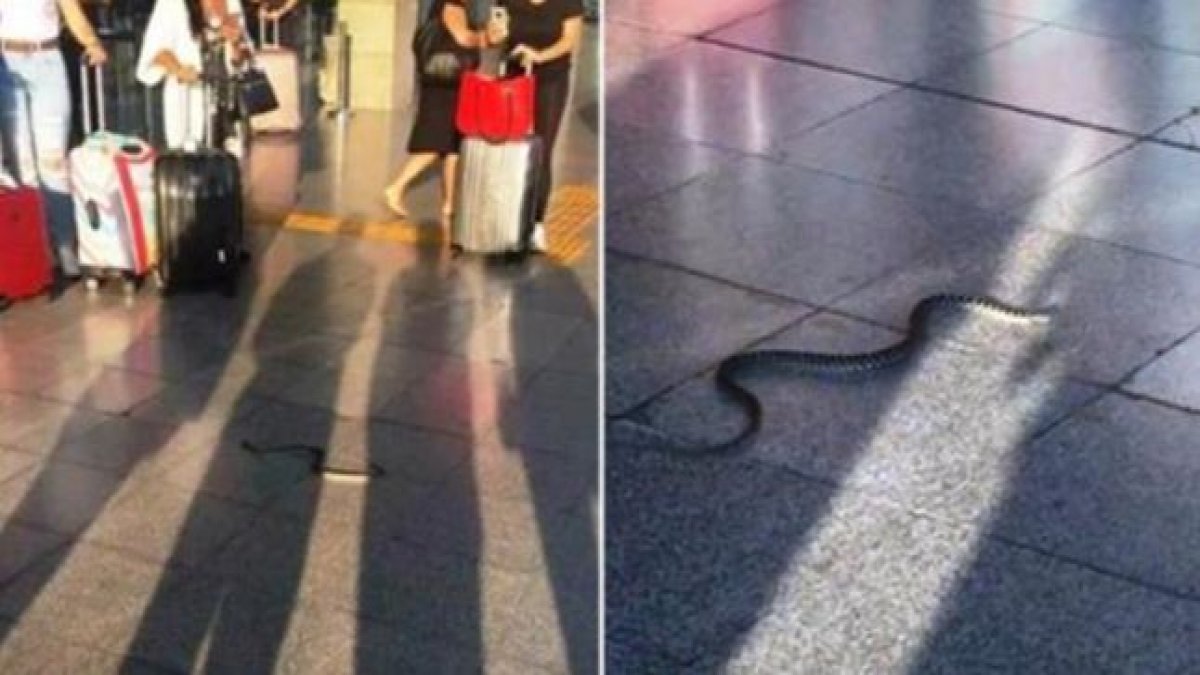Havalimanında yılan paniği!