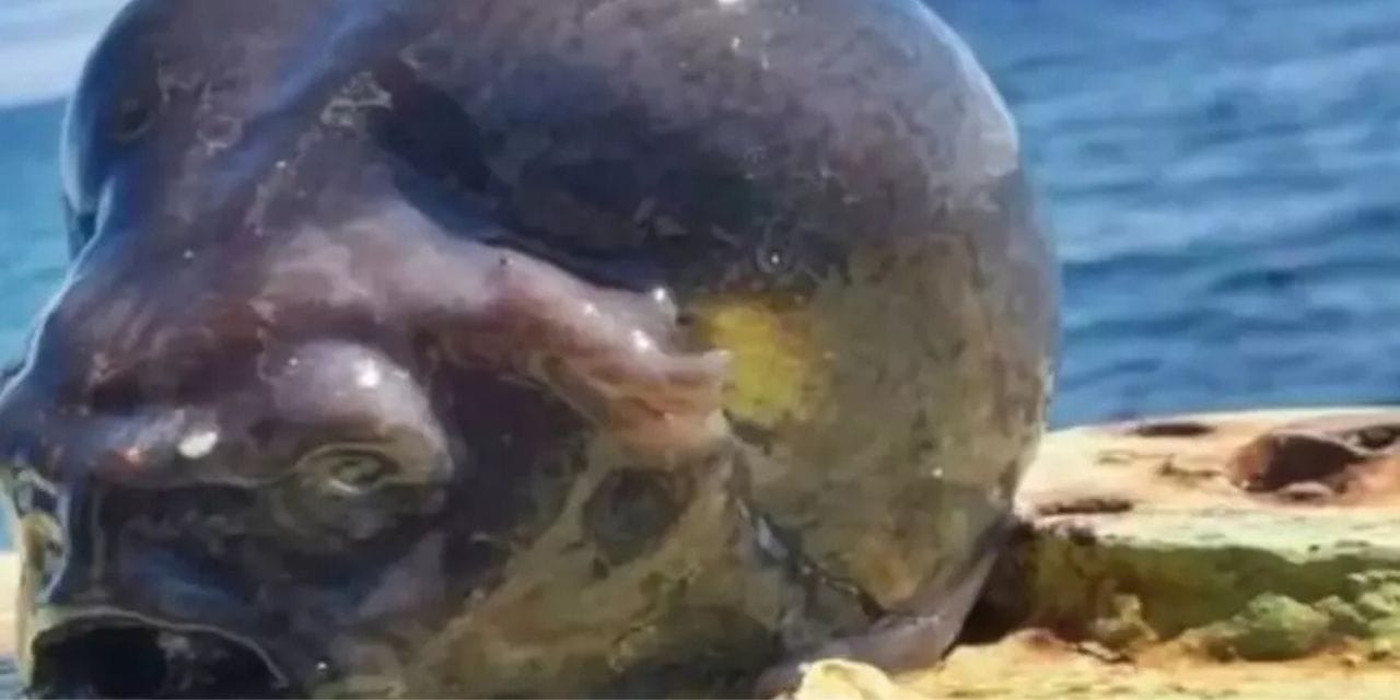 Denizci tuttuğu balığa kendisi bile inanamadı