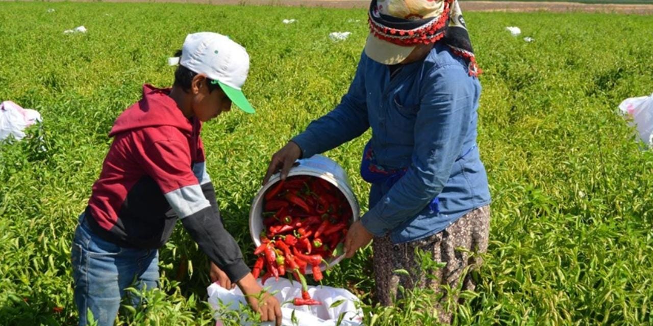 25 bin dekara ekip 5 milyon dolar kazandı: Almanlar bayıldı