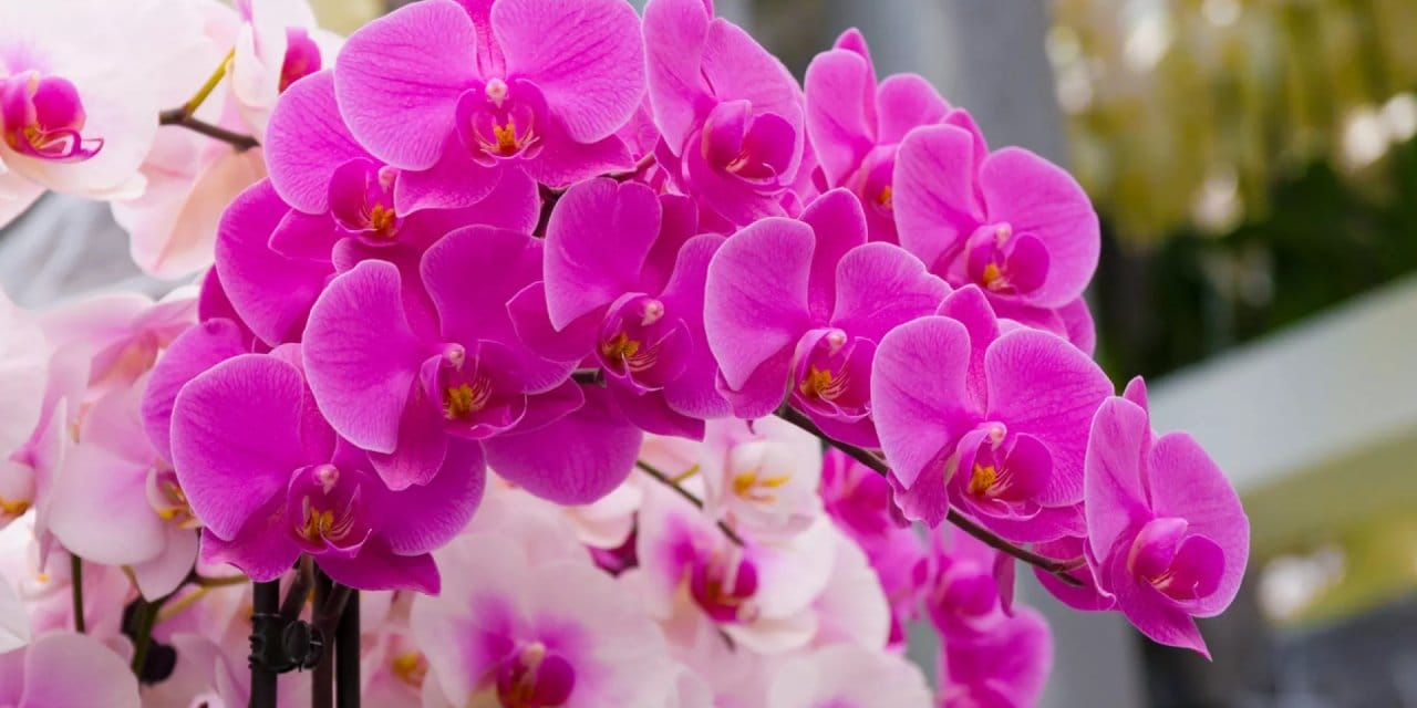 Ağaç gibi çiçek açan orkidelerin mutfak sırrı