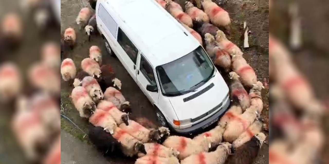 Trabzon'da koyunlar minibüsün etrafında dakikalarca döndü!