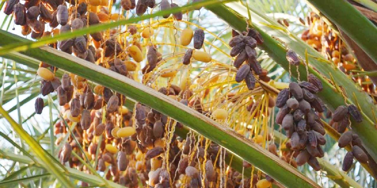 Ramazan gelince 27 çeşidini birden tezgaha çıkardı: 950 TL'den satıyor