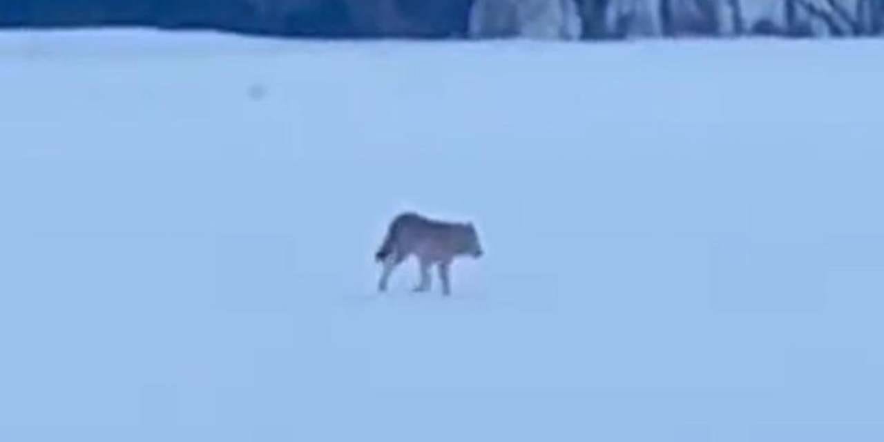 Yalnızçam Dağları'nda 3 ayaklı kurdun yaşam mücadelesi