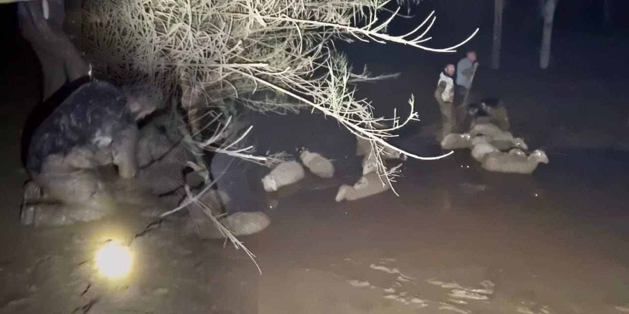 Çamura saplanan 30 koyunu itfaiye kurtardı