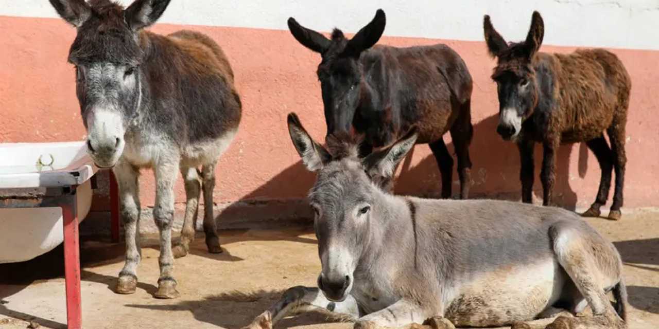 At ve eşeklerin sayısında korkunç düşüş