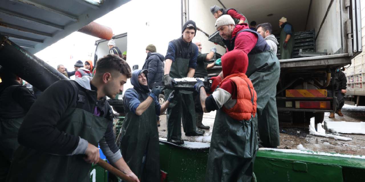 Karadeniz'den yola çıkıp peşine düştüler: Kasa kasa dönüyorlar! Kilosu 100 liraya kadar düştü