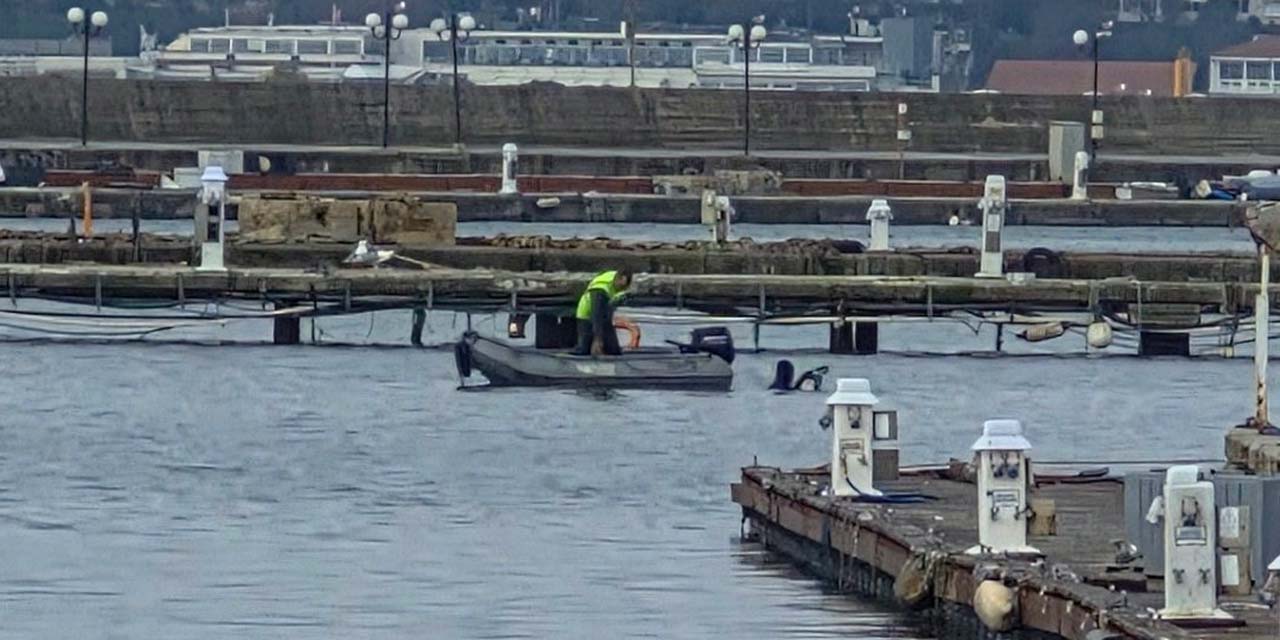 Fenerbahçe'nin hazin görüntüsü: Milyarlık yatlardan bembeyaz martılara kaldı