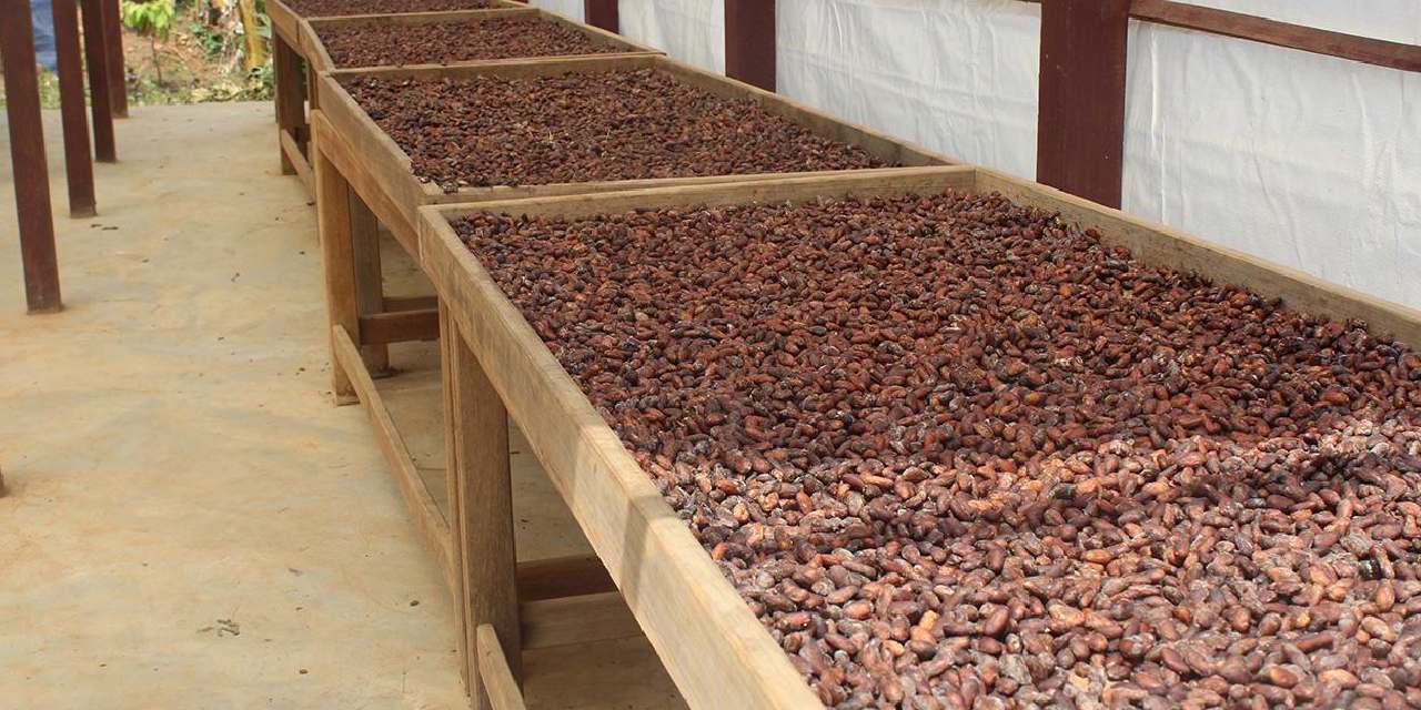 Türkiye'de yetişmiyor ama 1,7 milyar dolar kazandırdı