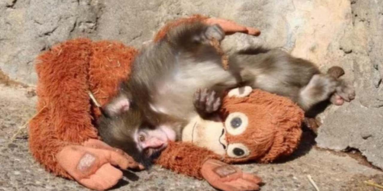 Dünya annesinin reddettiği yavru maymun Punch'ı konuşuyor