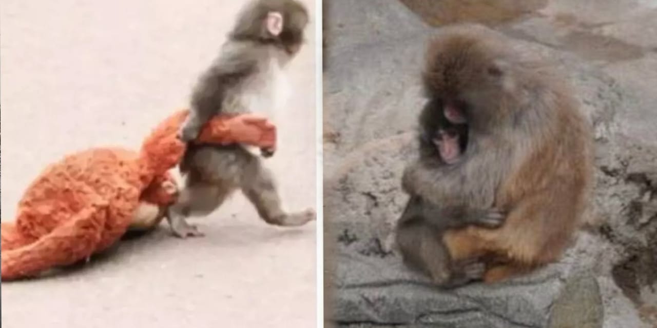 Yalnız maymun Punch'tan güzel haber var