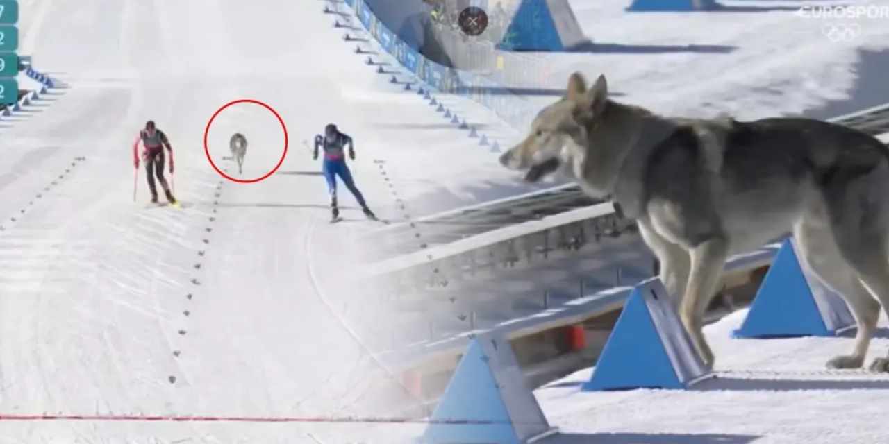 Kış Olimpiyatları’nda beklenmedik misafir! Piste giren kurt durmadan koştu