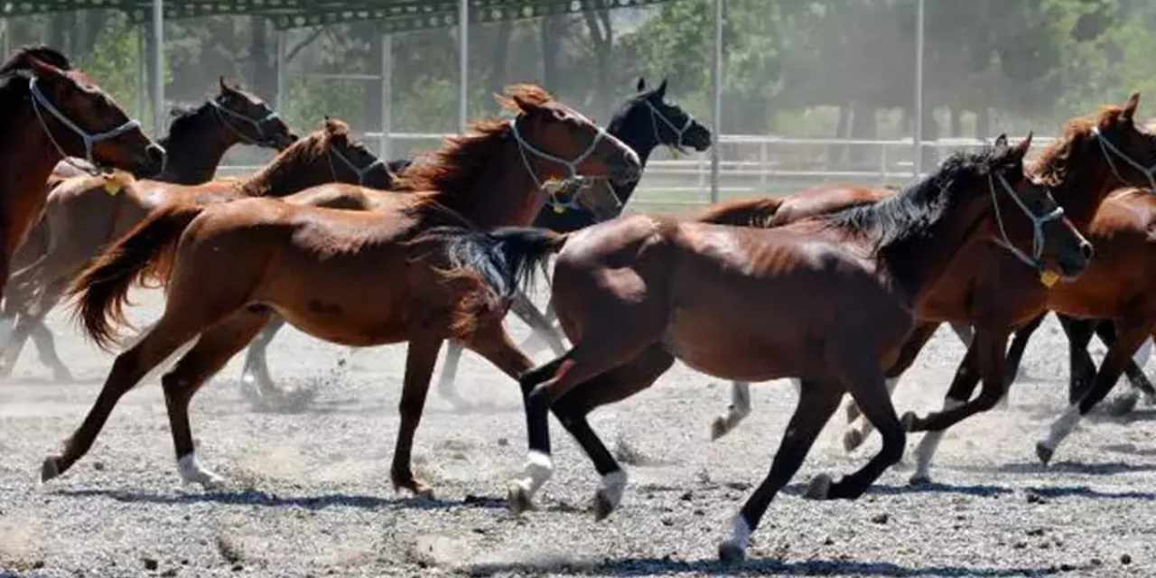 '100 milyon liralık at kayıp' denmişti: TİGEM'den açıklama geldi