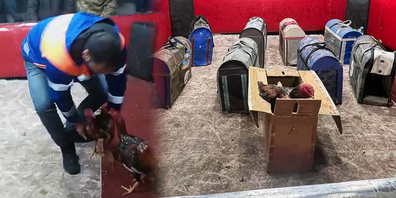 Polis kılık değiştirerek suçüstü yaptı! Horoz dövüştüren şüphelinin akılalmaz savunması pes dedirtti