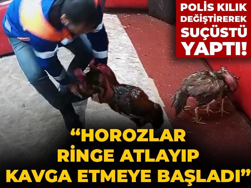 Polis kılık değiştirerek suçüstü yaptı! Horoz dövüştüren şüphelinin akılalmaz savunması pes dedirtti