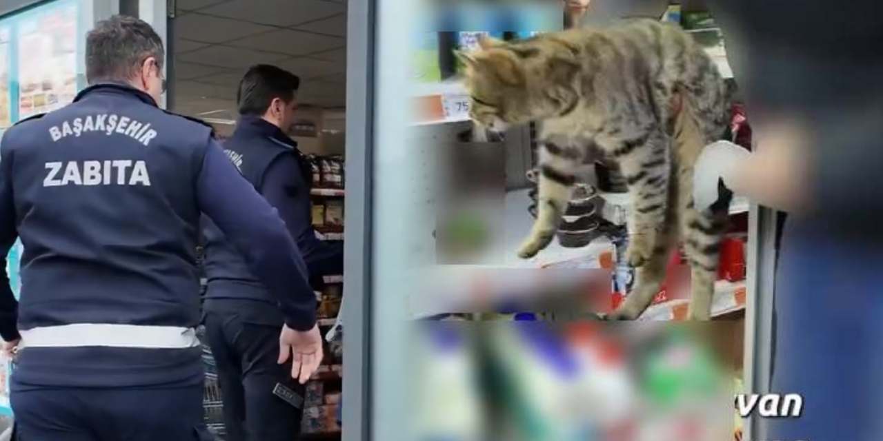 Zabıtalar gözlerine inanamadı! Market buzdolabından kedi çıktı