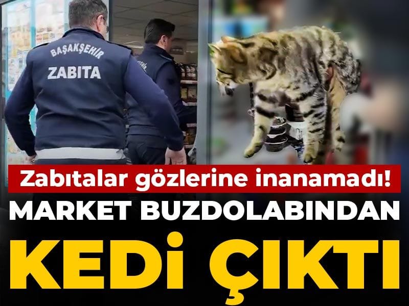 Zabıtalar gözlerine inanamadı! Market buzdolabından kedi çıktı