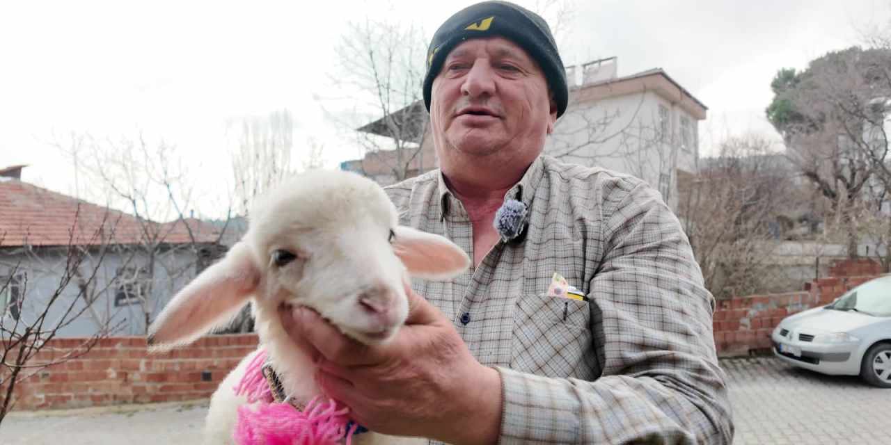 Boyabat'ta 'Pamuk' kuzu sahibinin peşini bırakmıyor