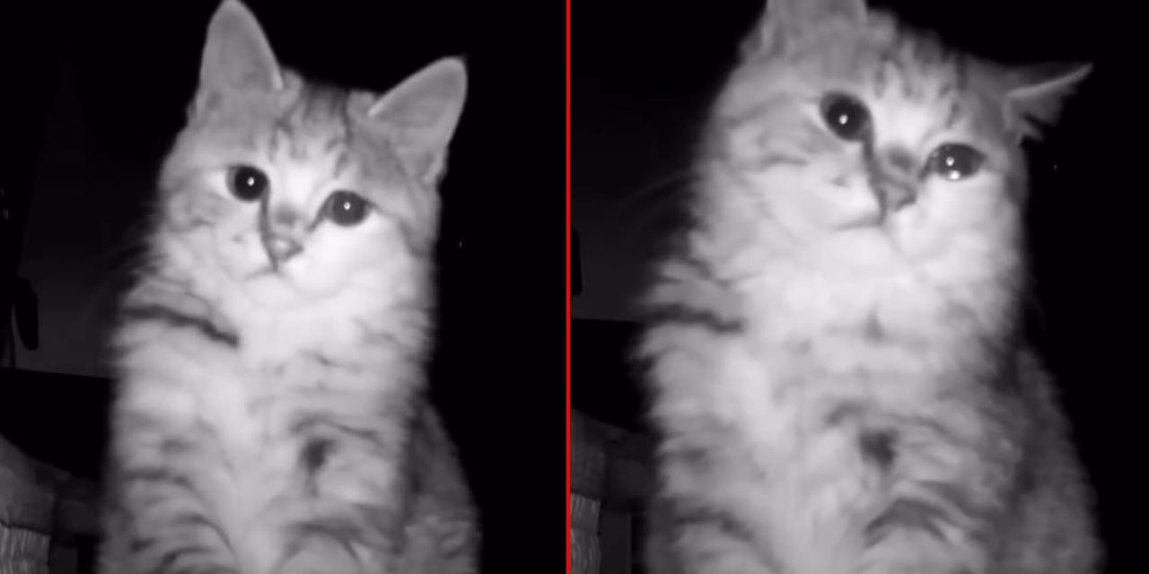 Viral akım sürüyor: Bu kez "ağlayan bir kedi" gündemde